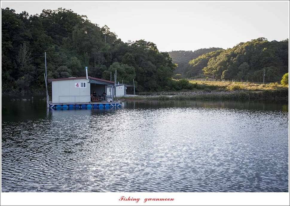 돌감 월척실리곡 월척 조황 (조황조행기 - 특파원조황)