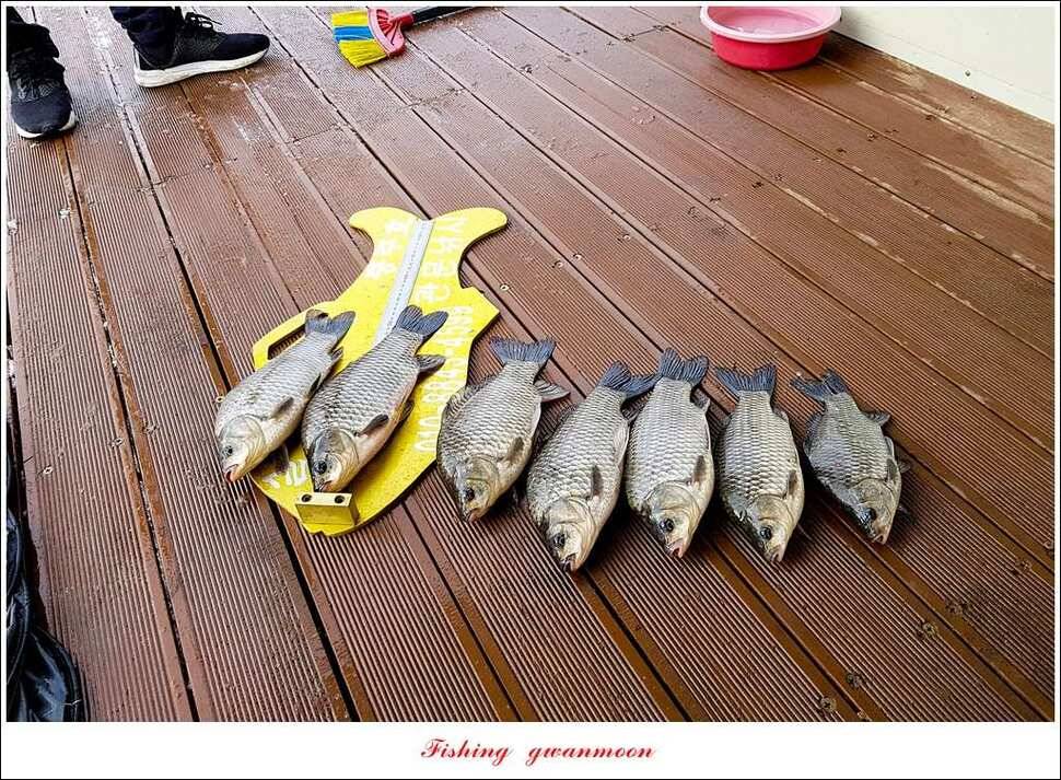 제일 47 cm 대물실리곡한버들 마릿수 월척 조황 (조황조행기 - 특파원조황)