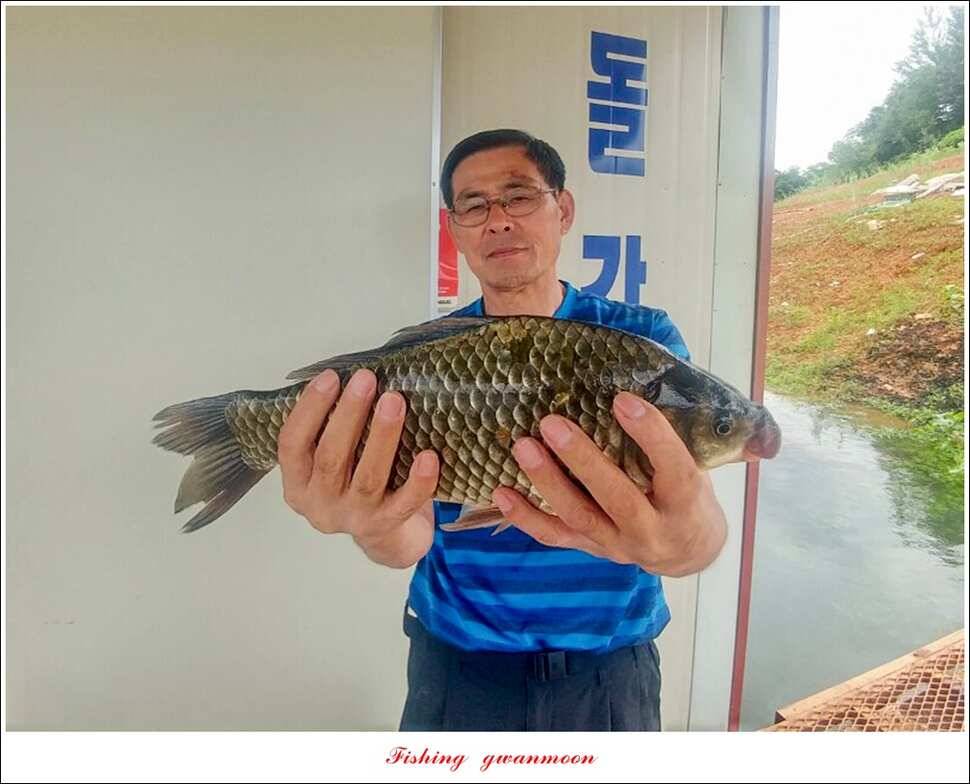 신매 415 cm돌감 41 cm대물 조황 (조황조행기 - 특파원조황)