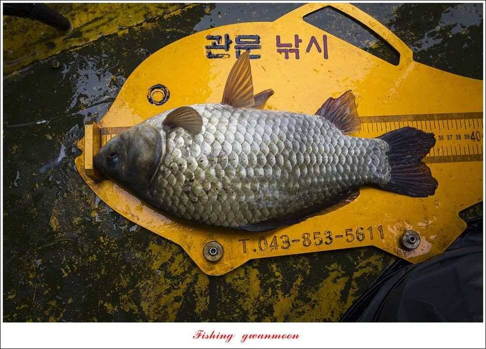 병호 38 cm35 cm화곡지 39 cm실리곡 조황 (조황조행기 - 특파원조황)