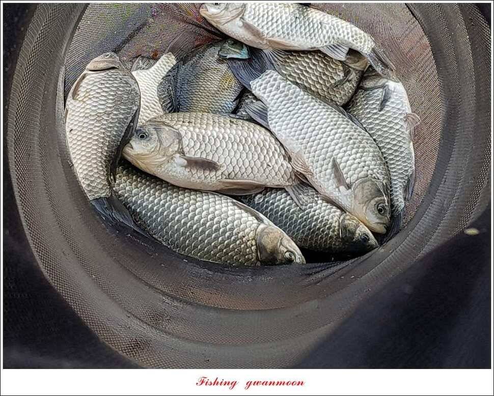 화곡지한버들돌감실리곡신매 조황 (조황조행기 - 특파원조황)