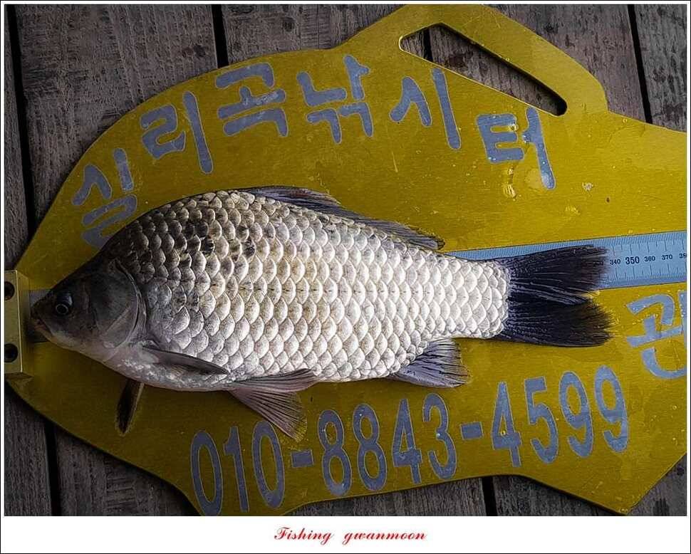 한버들 허리급실리곡 월척 및 마릿수 조황 (조황조행기 - 특파원조황)