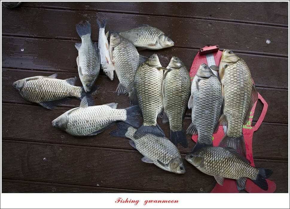 돌감 40 cm40 cm신리 42 cm 화곡지 사짜 조황 (조황조행기 - 특파원조황)