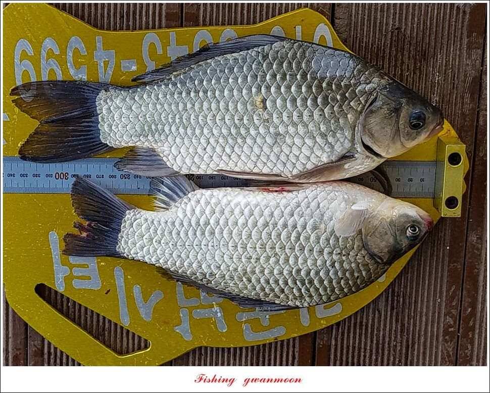 실리곡 허리급 월척 조황 (조황조행기 - 특파원조황)