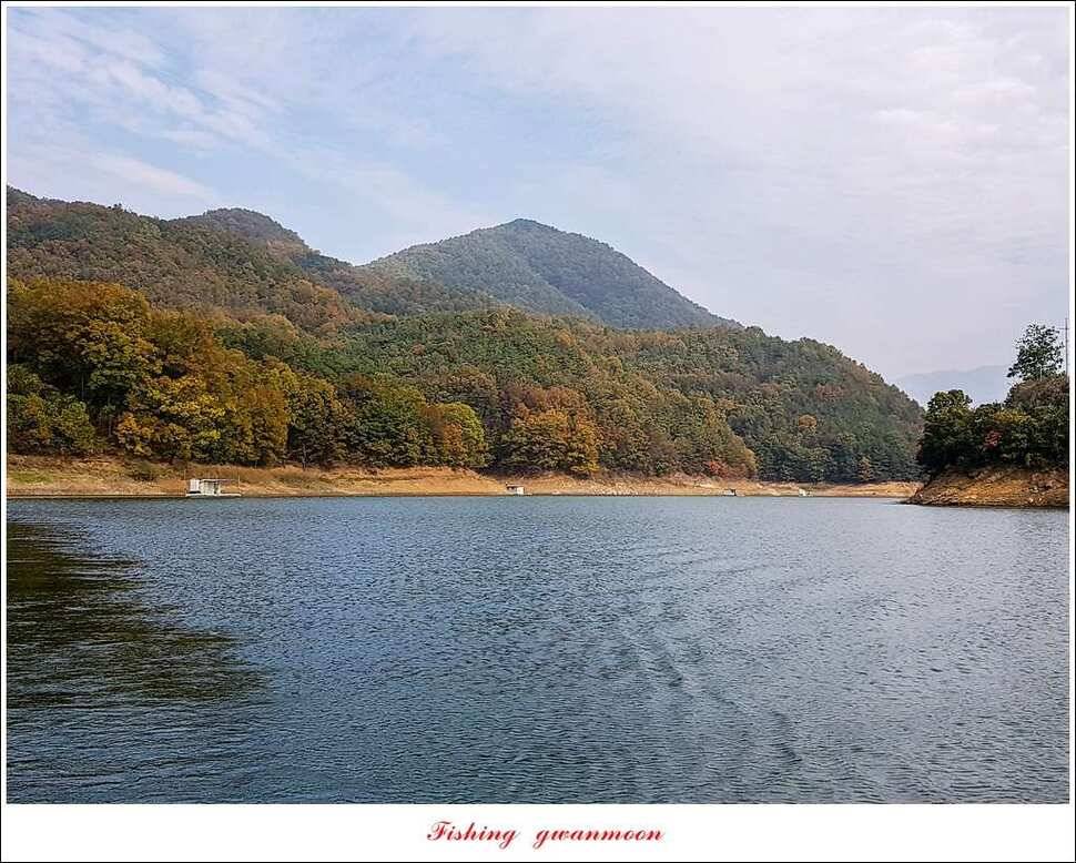 신매실리곡한버들 월척 조황 (조황조행기 - 특파원조황)