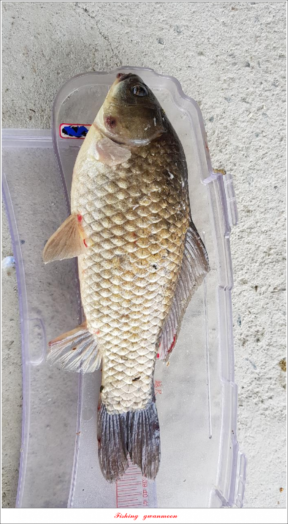 돌감 40 cm40 cm신리 42 cm 화곡지 사짜 조황 (조황조행기 - 특파원조황)