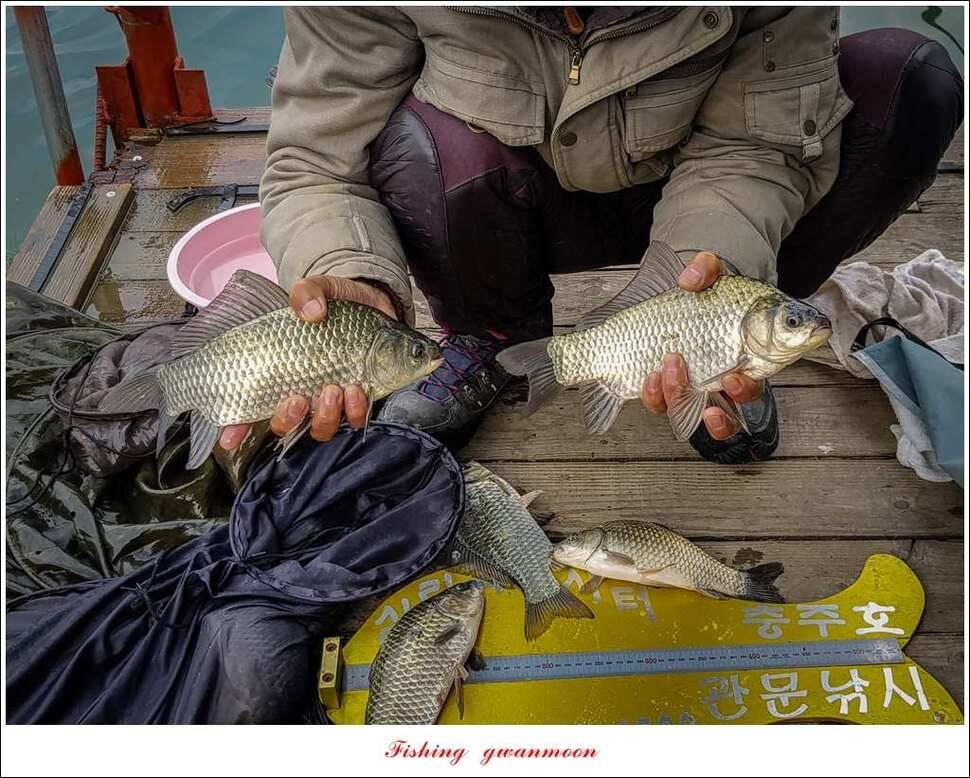 실리곡 낚시터 월척 및 마릿수 조황 (조황조행기 - 특파원조황)
