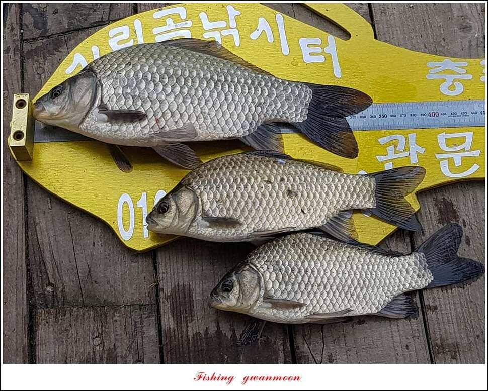 신매 42 cm 돌감 허리급한버들실리곡달천강 월척 조황 (조황조행기 - 특파원조황)