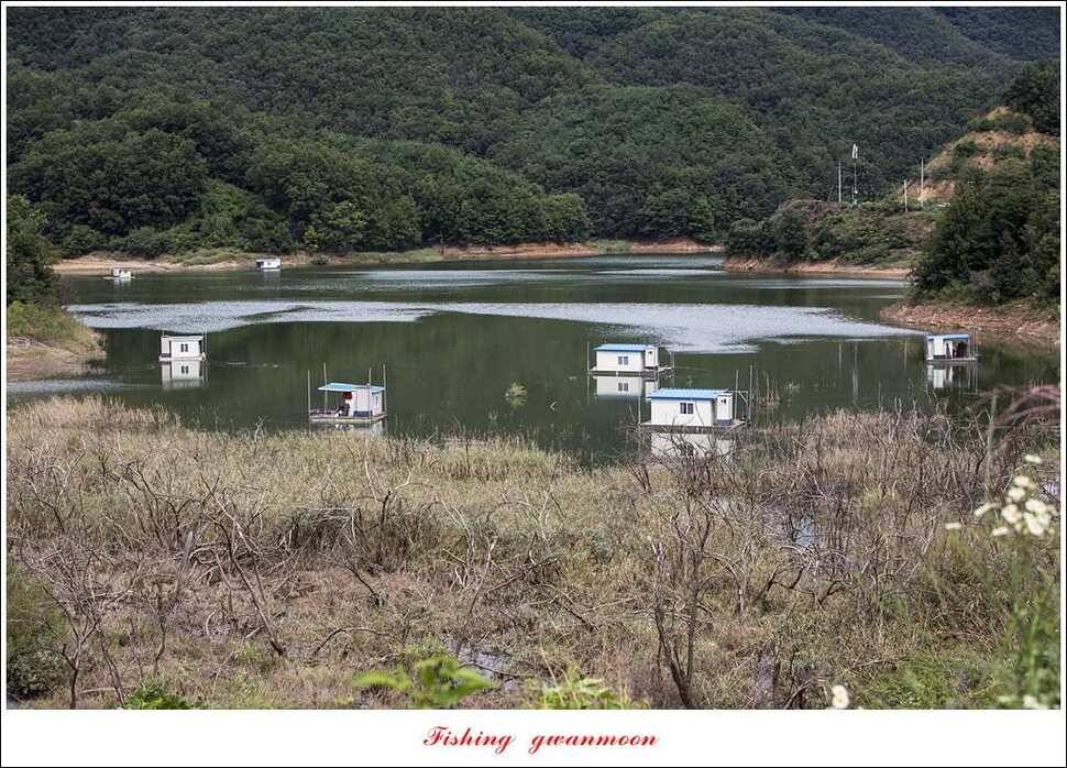 칠성지 사짜실리곡 월척 및 마릿수 조황 (조황조행기 - 특파원조황)