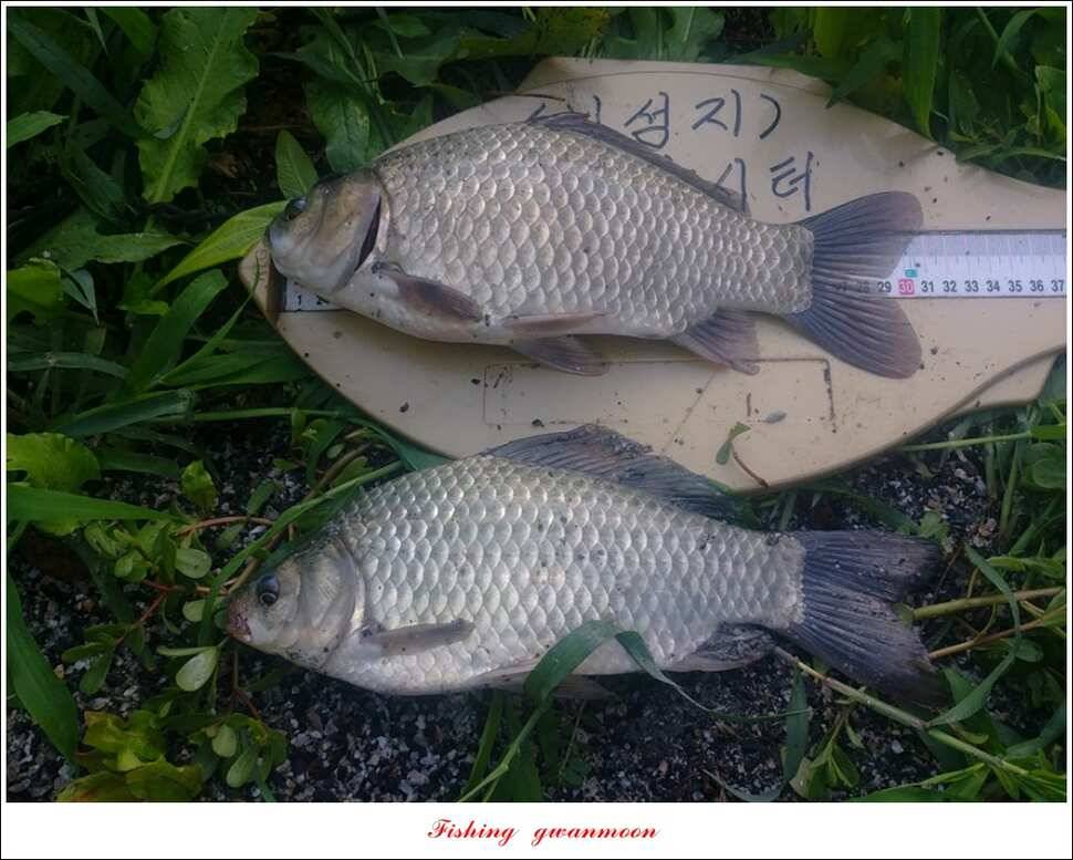 청풍 신리 사짜 및 마릿수 월척칠성지 월척 조황 (조황조행기 - 특파원조황)