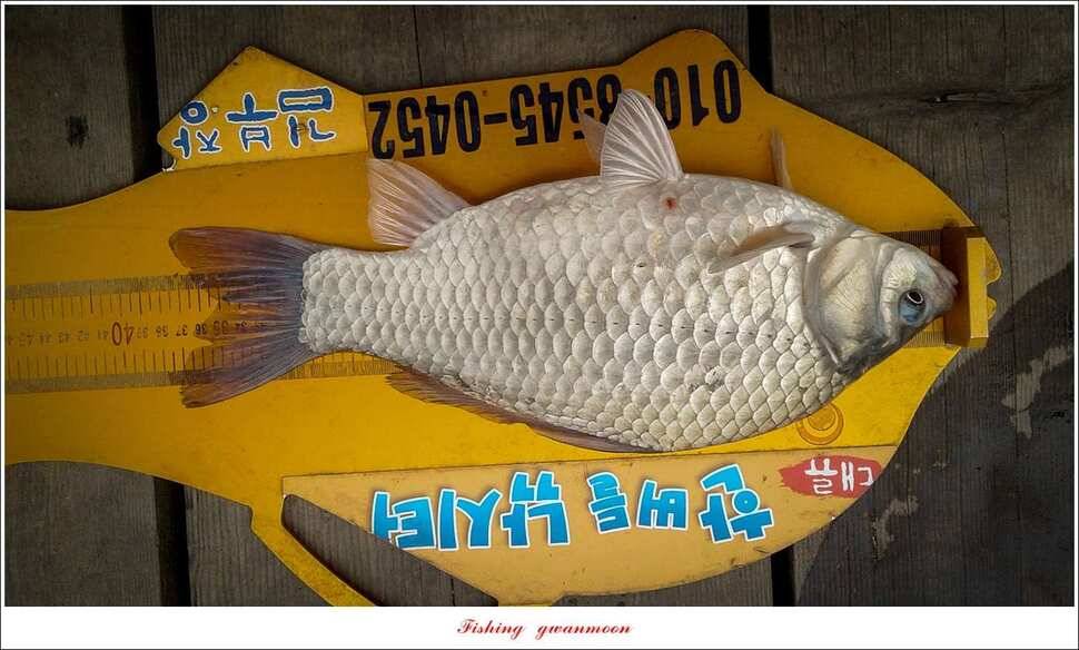 늘푸른한버들화곡지 조황 (조황조행기 - 특파원조황)