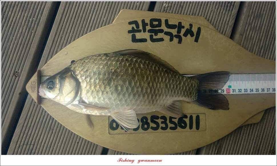 신매돌감화곡지 월척 조황 (조황조행기 - 특파원조황)