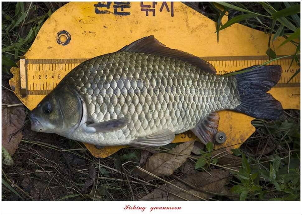 종점청풍 신리소이지 43 cm매전지 조황 (조황조행기 - 특파원조황)
