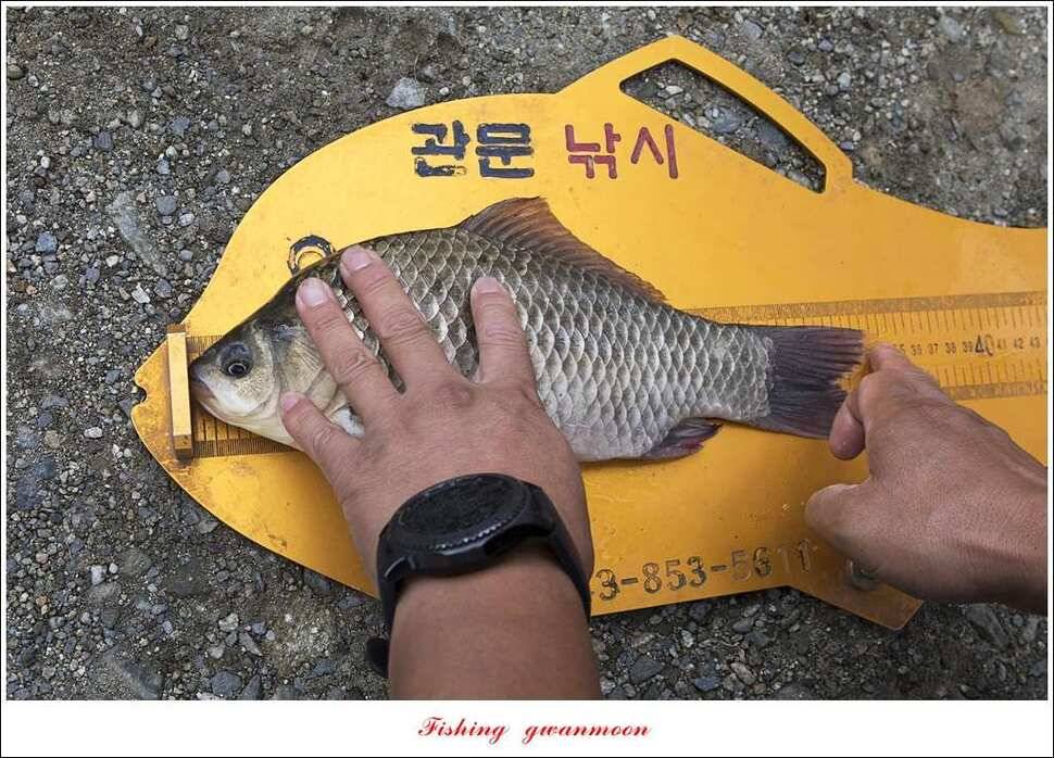 매전지화곡지돌감실리곡한버들 조황 (조황조행기 - 특파원조황)