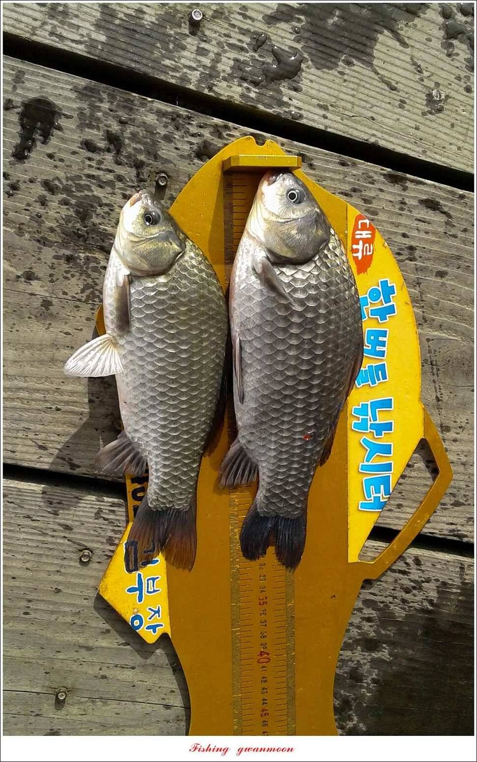 한버들 395 cm 및 마릿수 월척 조황 (조황조행기 - 특파원조황)