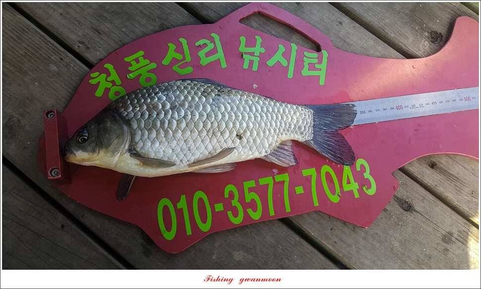 청풍 신리 사짜실리곡제일화곡지 사짜 조황 (조황조행기 - 특파원조황)