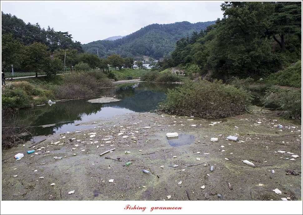 청풍 신리 39 cm실리곡 월척 조황 (조황조행기 - 특파원조황)