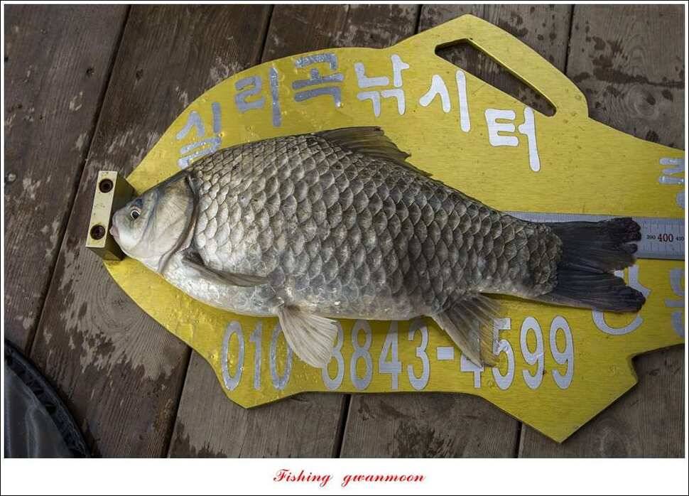 한버들 455 cm청풍 신리 사짜 및 월척 대박실리곡 월척 조황 (조황조행기 - 특파원조황)