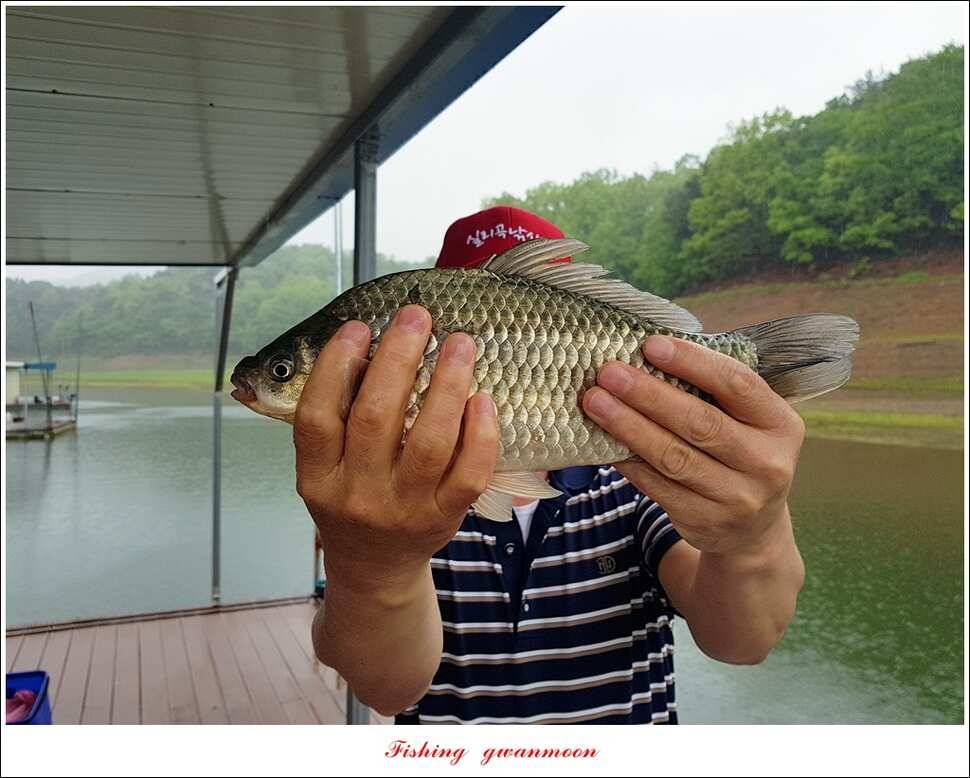 추평지 504 cm485 cm화곡지돌감실리곡 조황 (조황조행기 - 특파원조황)