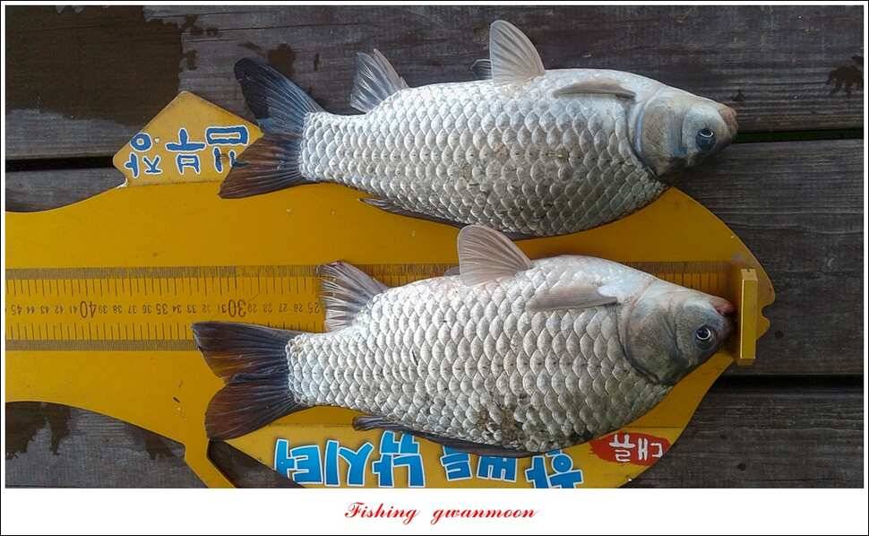 한버들 455 cm청풍 신리 사짜 및 월척 대박실리곡 월척 조황 (조황조행기 - 특파원조황)