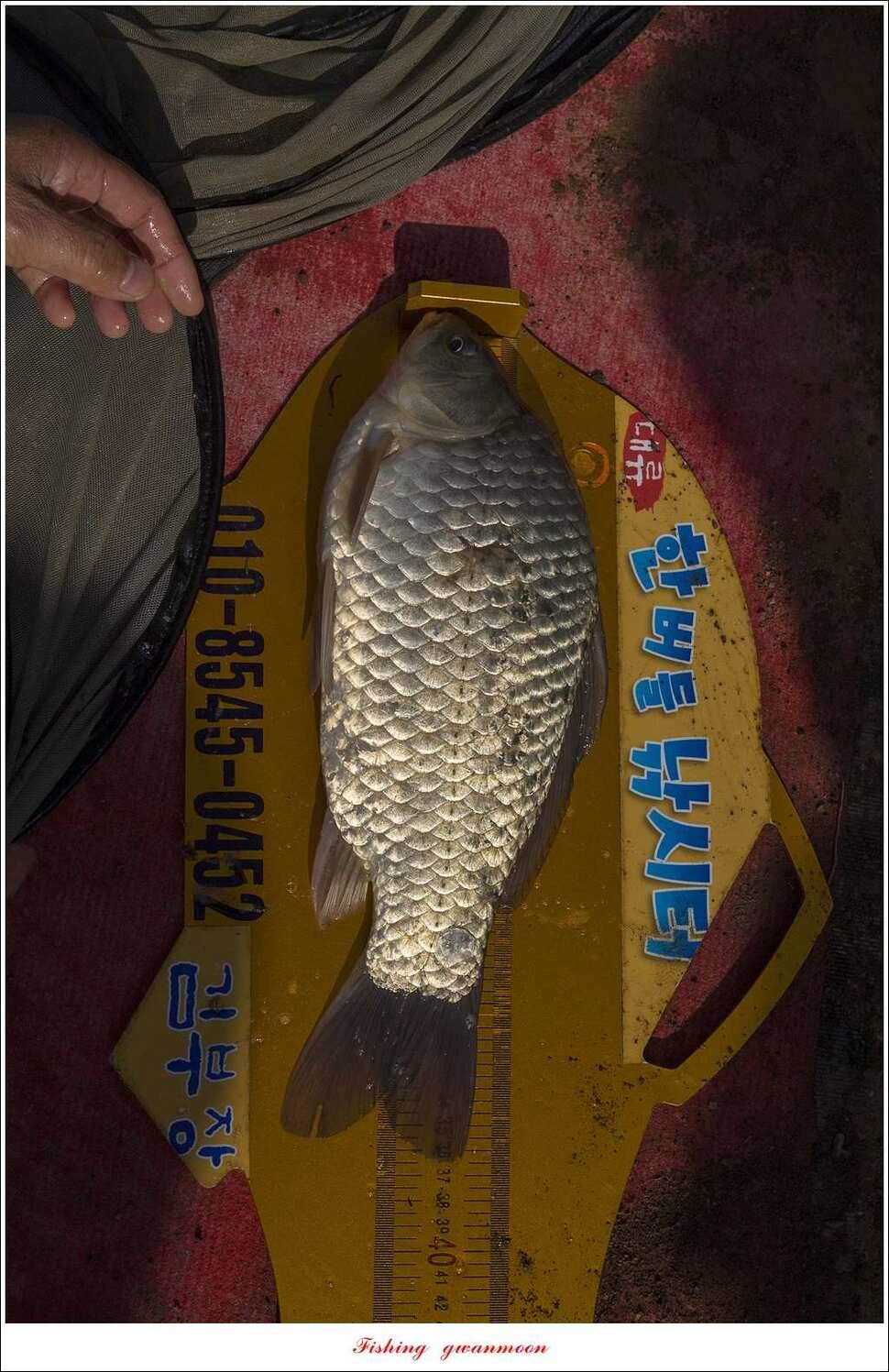 한버들 45 cm 외 사짜사짜 대박 (조황조행기 - 특파원조황)