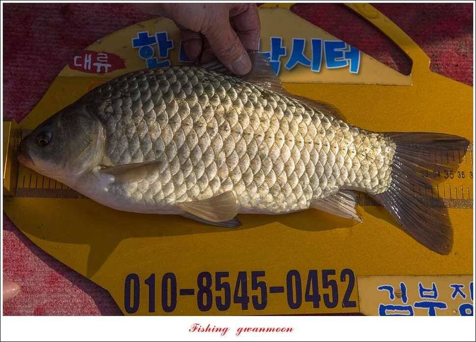 한버들 45 cm 외 사짜사짜 대박 (조황조행기 - 특파원조황)