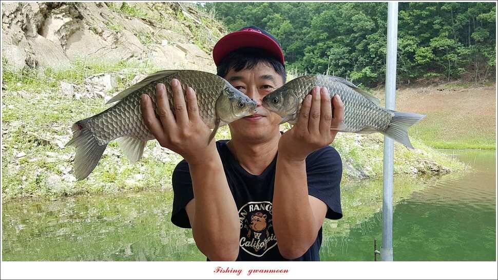 신매 42 cm 혹부리 대물돌감신리실리곡 월척 조황 (조황조행기 - 특파원조황)