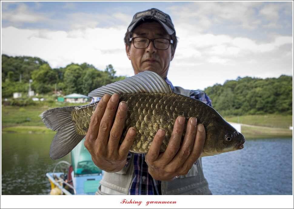 신리 46cm41cm병호 41cm돌감 40 cm (조황조행기 - 특파원조황)