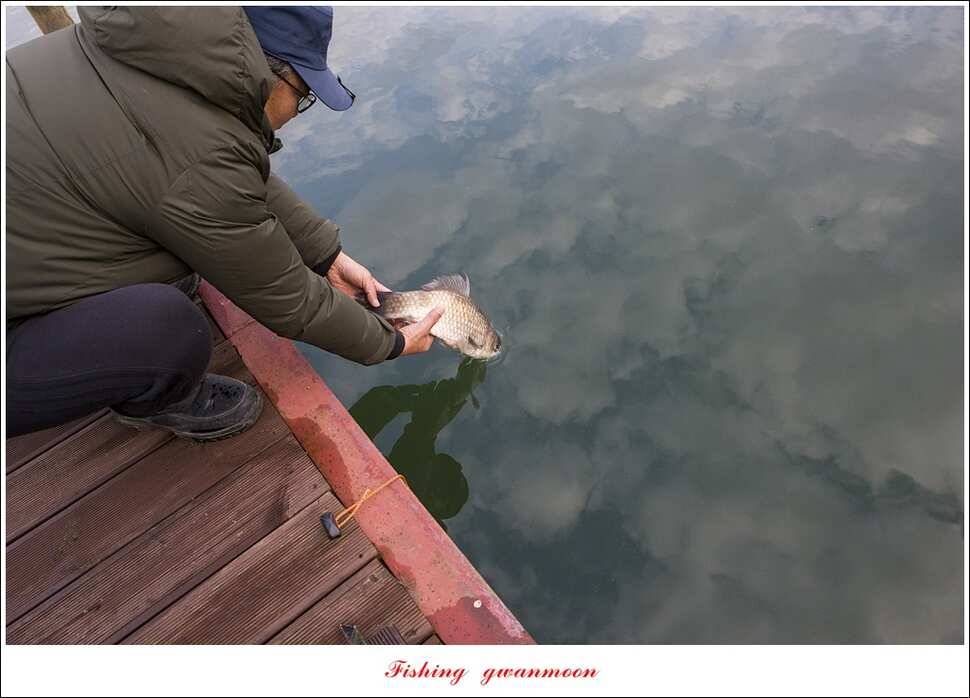 신매 혹부리 445 cm병호 41 cm실리곡한버들두무소 월척 조황 (조황조행기 - 특파원조황)