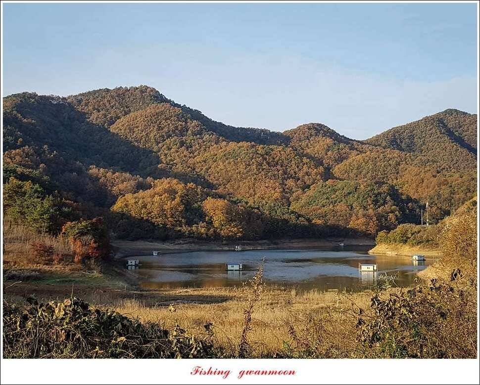 신매 허리급실리곡한버들 월척 및 마릿수 조황 (조황조행기 - 특파원조황)