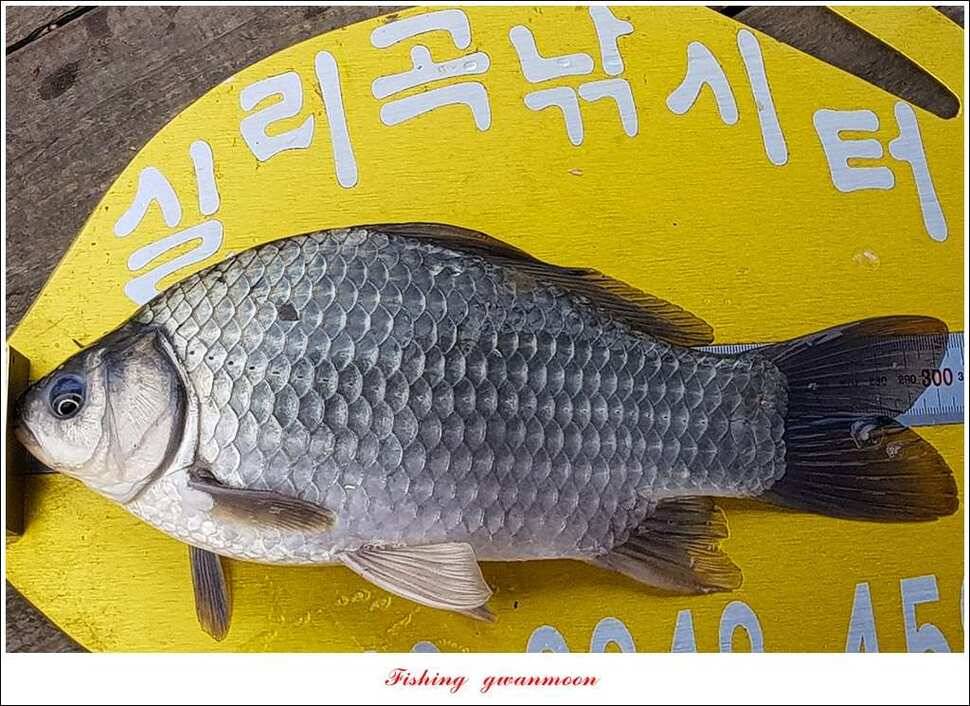 신매실리곡한버들 월척 조황 (조황조행기 - 특파원조황)