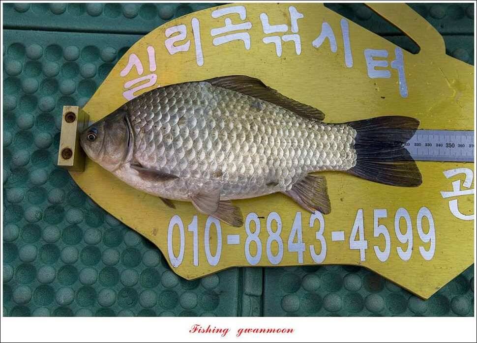 실리곡 사짜화곡지 사짜한버들 38cm 조황 (조황조행기 - 특파원조황)