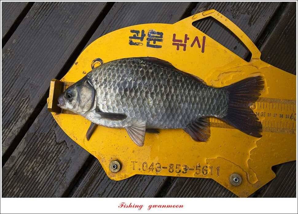 늘푸른실리곡 허리급 월척 (조황조행기 - 특파원조황)