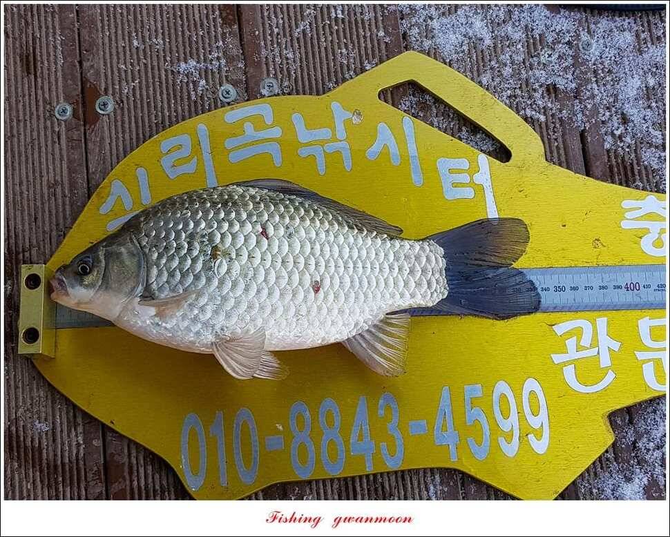 제일 마릿수 월척실리곡 월척 조황 (조황조행기 - 특파원조황)
