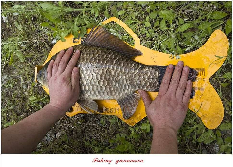 추평지 504 cm485 cm화곡지돌감실리곡 조황 (조황조행기 - 특파원조황)