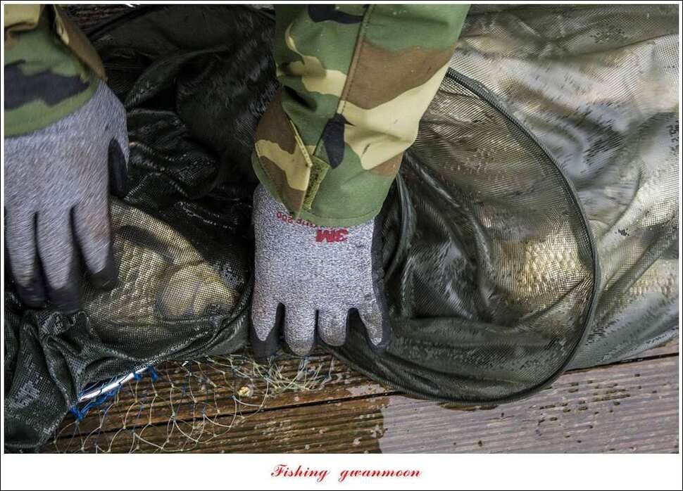 제일 46 cm병호한버들 실리곡 월척 조황 (조황조행기 - 특파원조황)