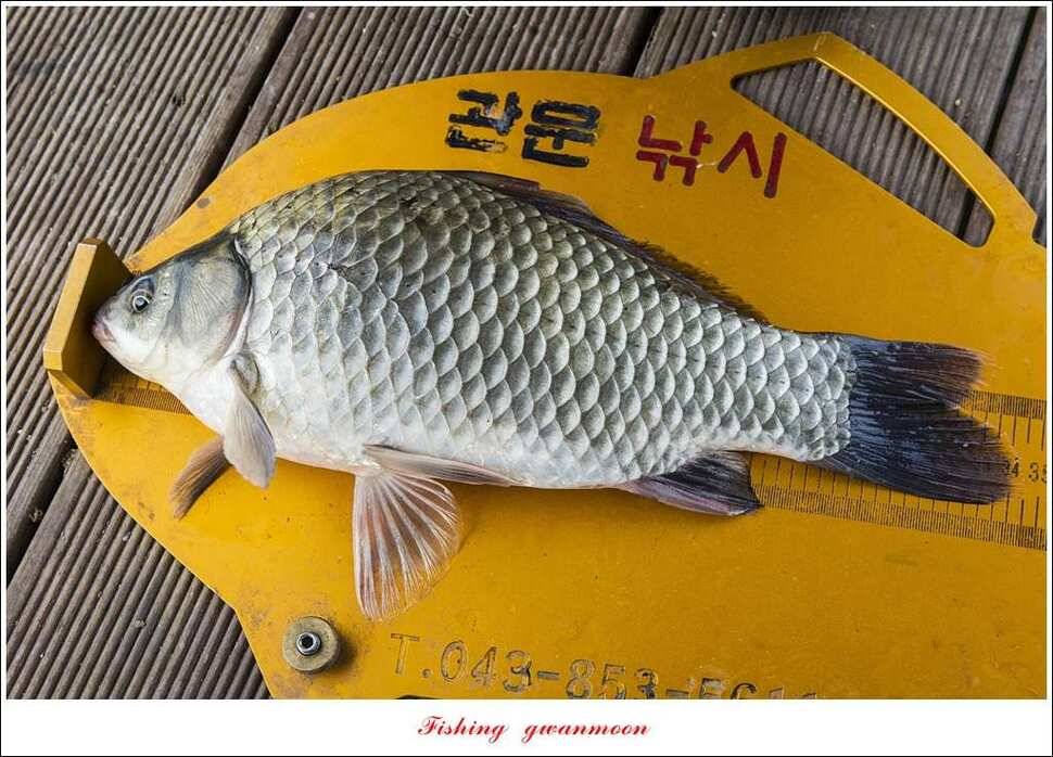 제일 46 cm병호한버들 실리곡 월척 조황 (조황조행기 - 특파원조황)