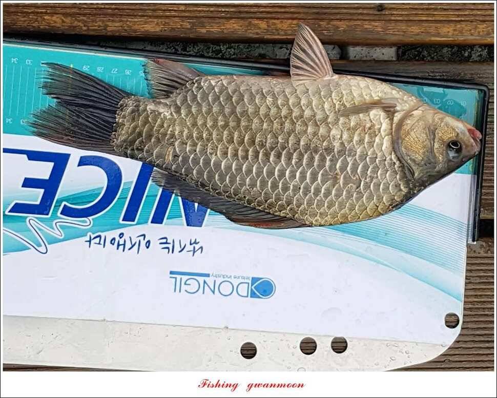 늘푸른한버들화곡지 조황 (조황조행기 - 특파원조황)