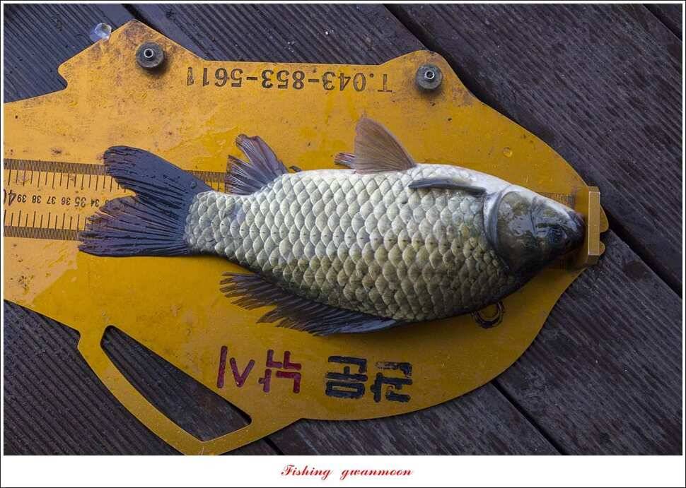 신매 42 cm돌감신리실리곡제일화곡지 조황 (조황조행기 - 특파원조황)