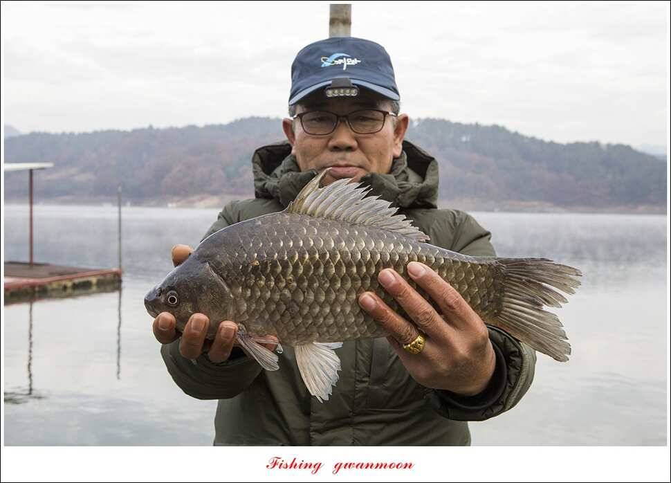 신매 혹부리 445 cm병호 41 cm실리곡한버들두무소 월척 조황 (조황조행기 - 특파원조황)
