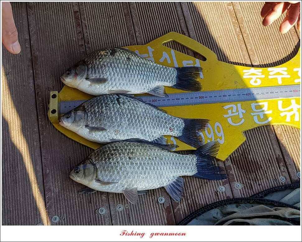 실리곡 마릿수 월척 조황 (조황조행기 - 특파원조황)