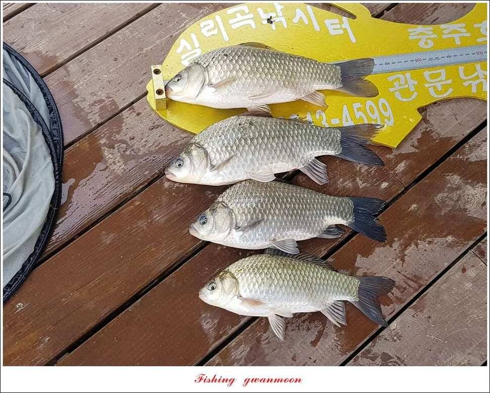 충주호 사짜 대박칠성지 사짜 (조황조행기 - 특파원조황)
