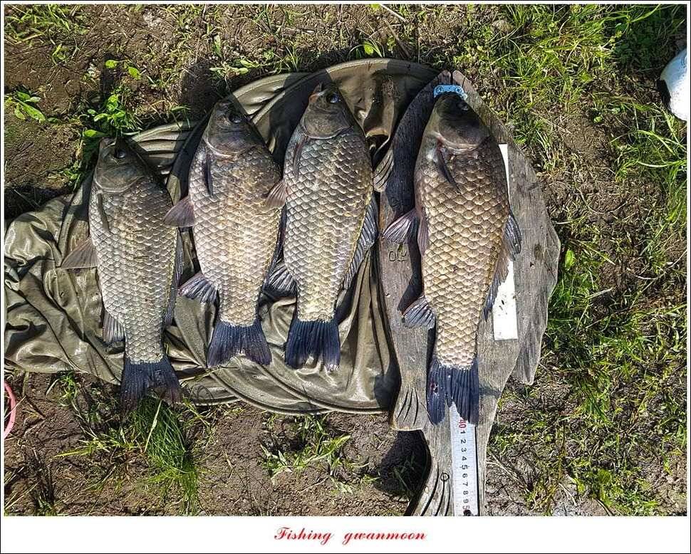 돌감 40 cm40 cm신리 42 cm 화곡지 사짜 조황 (조황조행기 - 특파원조황)