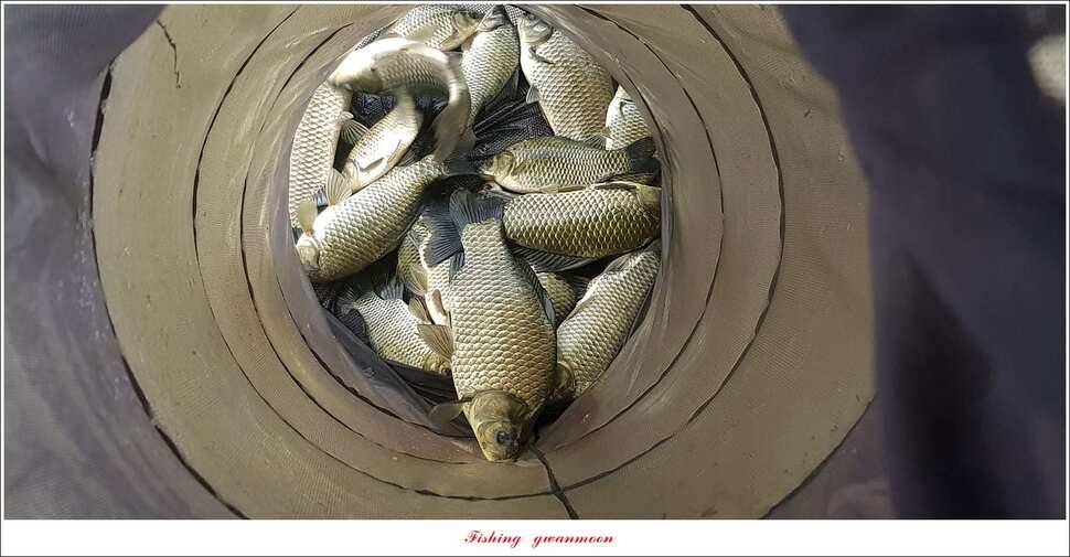 돌감서유석실리곡청풍 신리 조황 (조황조행기 - 특파원조황)