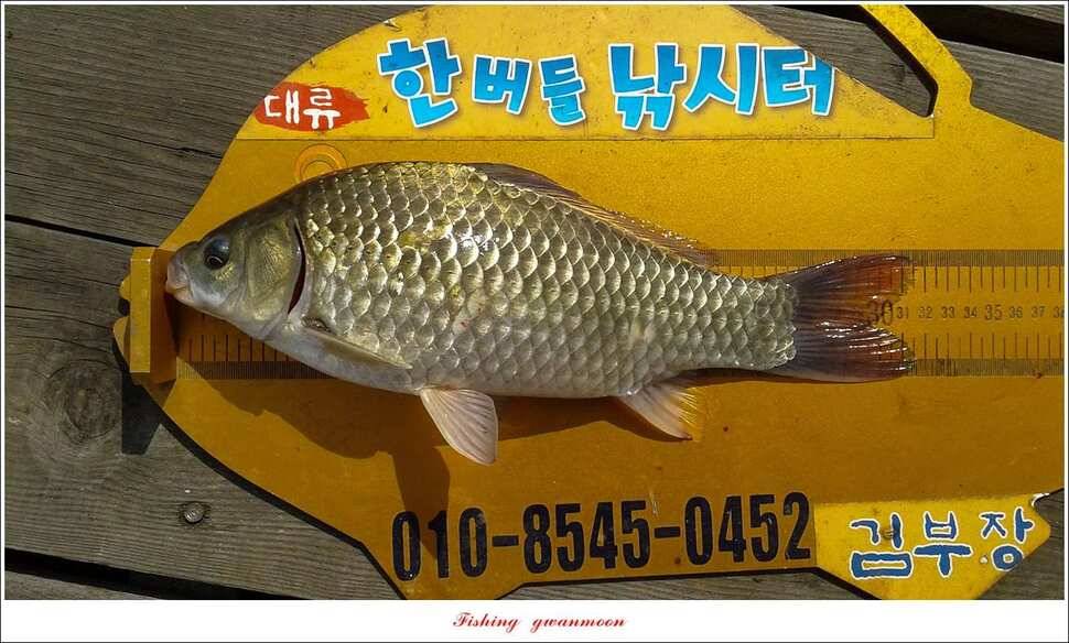 돌감 42 cm늘푸른한버들신리 허리급 월척 및 마릿수 조황 (조황조행기 - 특파원조황)