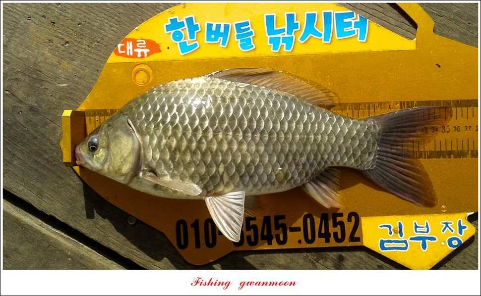 돌감 사짜한버들실리곡청풍 신리 월척 조황 소식 (조황조행기 - 특파원조황)