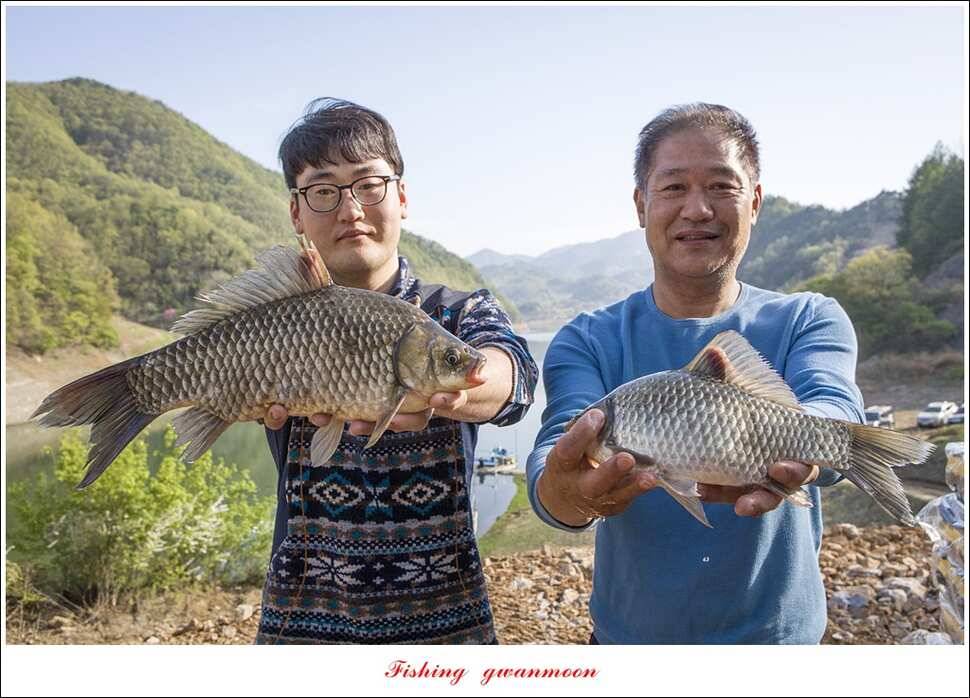 실리곡 사짜화곡지 사짜한버들 38cm 조황 (조황조행기 - 특파원조황)