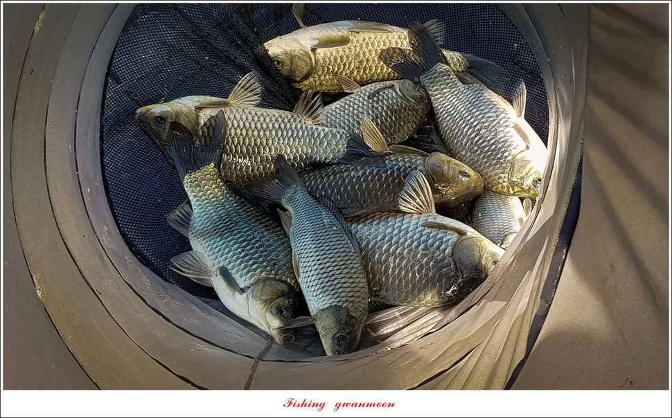 병호신리 사짜신매실리곡 월척 마릿수 (조황조행기 - 특파원조황)