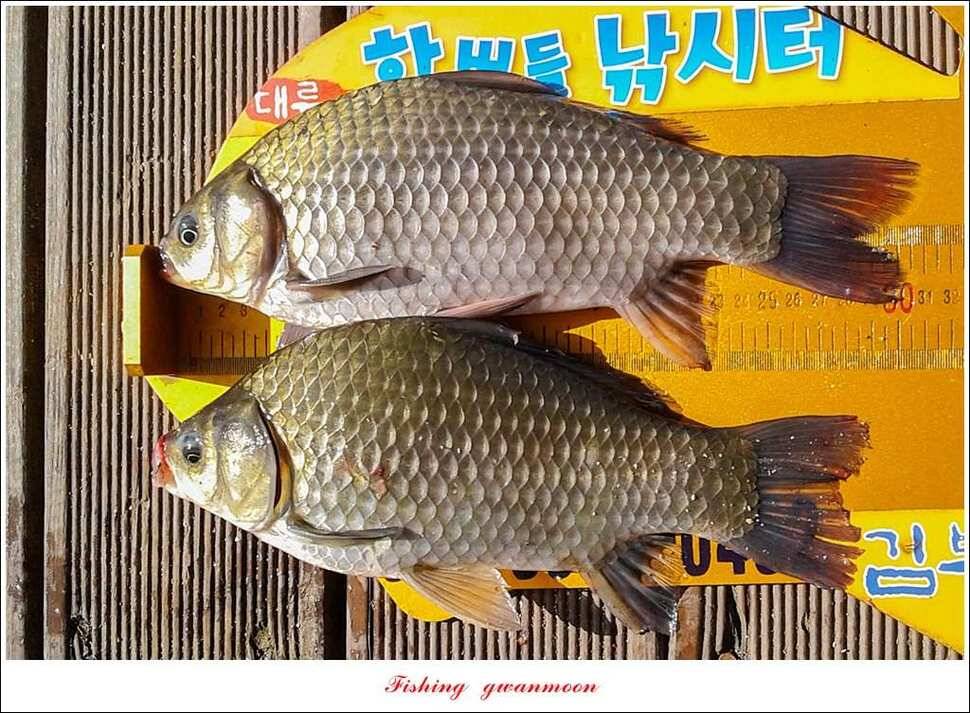 신매 허리급 한버들 월척 조황 (조황조행기 - 특파원조황)