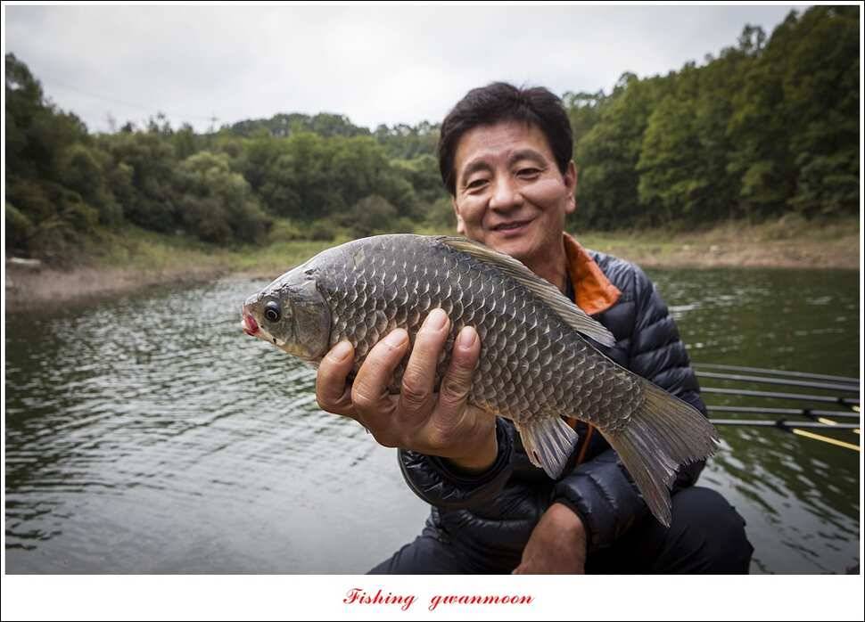 돌감 42cm한버들늘푸른병호달천강 월척 조황 (조황조행기 - 특파원조황)